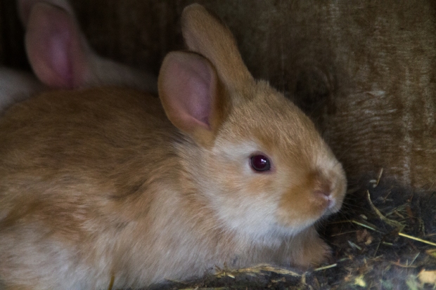 bunnies-0943web