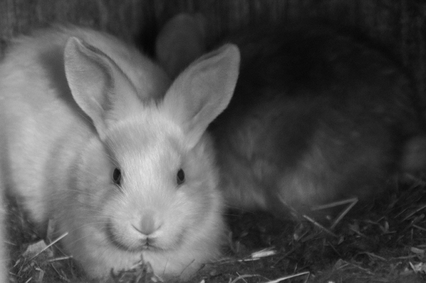bunnies-0944 web