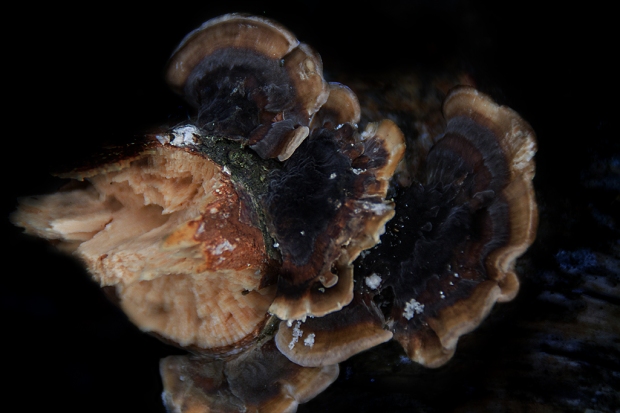 fungus-0935web